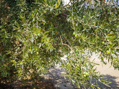 zeytin ağacı, dal içinde zeytin