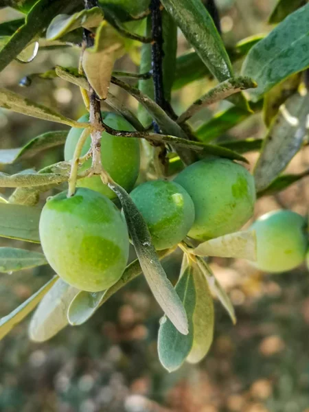 Olivovník Oliv Dal — Stock fotografie
