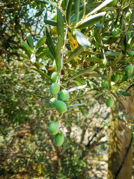 zeytin ağacı, dal içinde zeytin