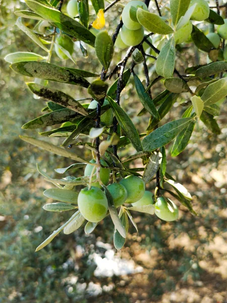 Olivenbaum Olive Dal — Stockfoto