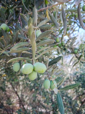 zeytin ağacı, dal içinde zeytin