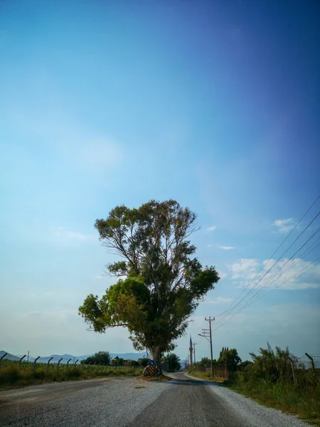 Träd Mitt Två Vägar — Stockfoto