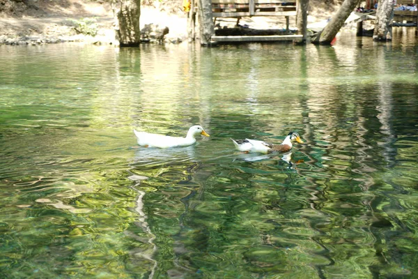 Утки Плавающие Воде Озере — стоковое фото