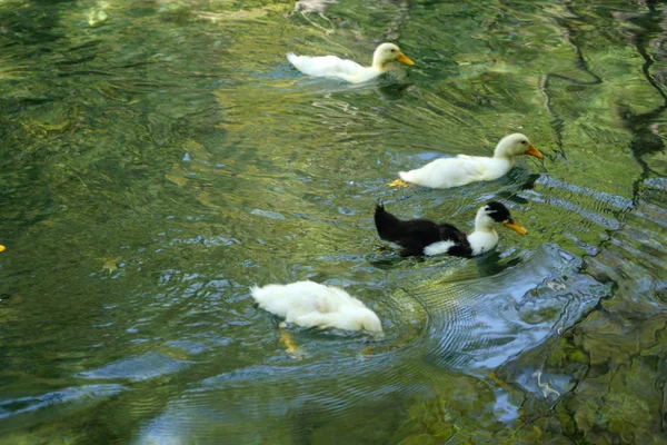 Patos Flutuando Água Lago — Fotografia de Stock
