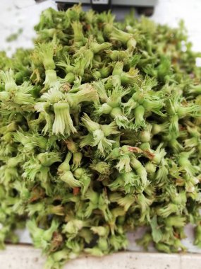 Otanak gelen taze fındık