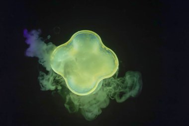 Cam kavanozdan akan duman renkli 