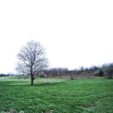 Uzaktan görünen ağaçlar.