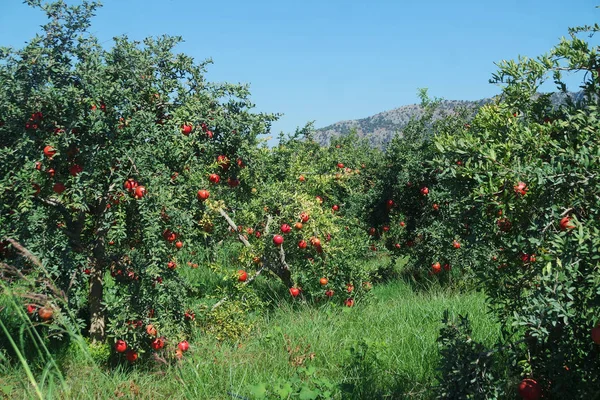 Nar ağacı, nar meyve bahçesi.