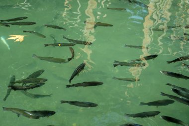 Suda yüzen balıklar