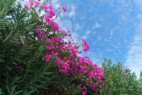 Colorful Plants Reveal Beauty Nature — Stock Photo, Image