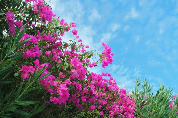 Colorful Plants Reveal Beauty Nature — Stock Photo, Image