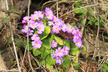 Doğanın güzelliği ortaya renkli bitkiler.