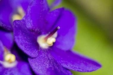 Doğanın güzelliği ortaya renkli bitkiler.