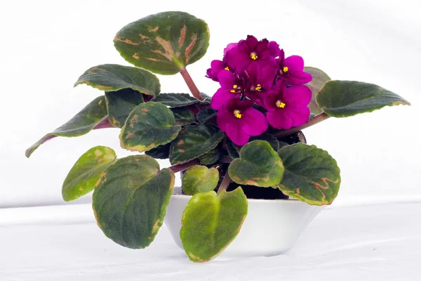 Doğanın güzelliği ortaya renkli bitkiler.