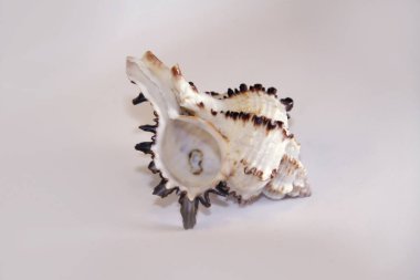 Deniz kabuğu arka plan üzerinde