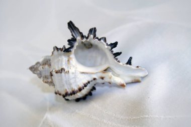 Deniz kabuğu arka plan üzerinde