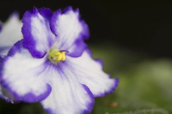 Plantas Coloridas Que Revelan Belleza Naturaleza — Foto de Stock