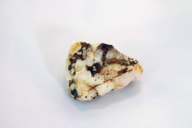 Bazı canlıların fosilleşmiş taşlar.