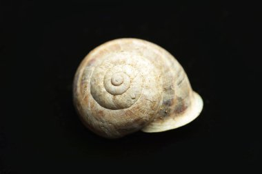 ölü sülük, siyah arka plan, boş kabuk. Bu genellikle bir kabuk yoksun ve bir film koruma için mukus salgılar bir sert derili karasal yumuşakça. Bu bir ciddi bitki zararlı olabilir.