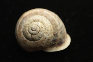 ölü sülük, siyah arka plan, boş kabuk. Bu genellikle bir kabuk yoksun ve bir film koruma için mukus salgılar bir sert derili karasal yumuşakça. Bu bir ciddi bitki zararlı olabilir.