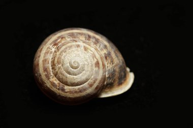 ölü sülük, siyah arka plan, boş kabuk. Bu genellikle bir kabuk yoksun ve bir film koruma için mukus salgılar bir sert derili karasal yumuşakça. Bu bir ciddi bitki zararlı olabilir.