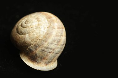 ölü sülük, siyah arka plan, boş kabuk. Bu genellikle bir kabuk yoksun ve bir film koruma için mukus salgılar bir sert derili karasal yumuşakça. Bu bir ciddi bitki zararlı olabilir.