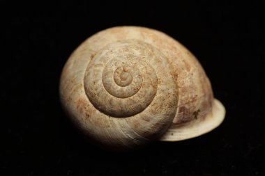 ölü sülük, siyah arka plan, boş kabuk. Bu genellikle bir kabuk yoksun ve bir film koruma için mukus salgılar bir sert derili karasal yumuşakça. Bu bir ciddi bitki zararlı olabilir.