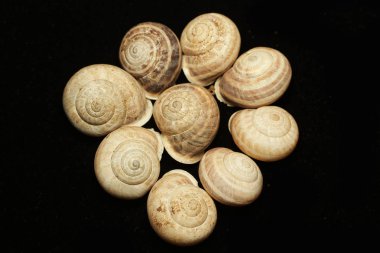 ölü sülük, siyah arka plan, boş kabuk. Bu genellikle bir kabuk yoksun ve bir film koruma için mukus salgılar bir sert derili karasal yumuşakça. Bu bir ciddi bitki zararlı olabilir.