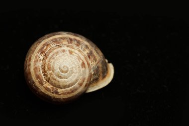 ölü sülük, siyah arka plan, boş kabuk. Bu genellikle bir kabuk yoksun ve bir film koruma için mukus salgılar bir sert derili karasal yumuşakça. Bu bir ciddi bitki zararlı olabilir.