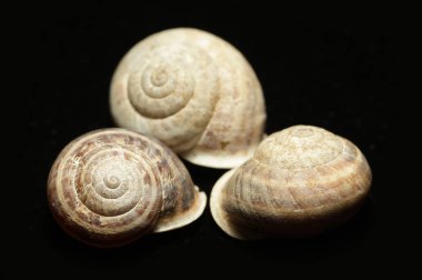 ölü sülük, siyah arka plan, boş kabuk. Bu genellikle bir kabuk yoksun ve bir film koruma için mukus salgılar bir sert derili karasal yumuşakça. Bu bir ciddi bitki zararlı olabilir.