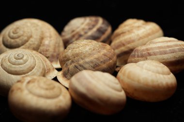 ölü sülük, siyah arka plan, boş kabuk. Bu genellikle bir kabuk yoksun ve bir film koruma için mukus salgılar bir sert derili karasal yumuşakça. Bu bir ciddi bitki zararlı olabilir.