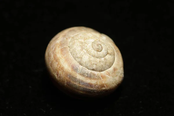 Tote Nacktschnecke Schwarzer Hintergrund Leere Rinde Ein Widerstandsfähiges Weichtier Das — Stockfoto