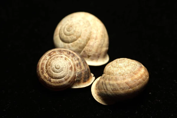 Död Slug Svart Bakgrund Tom Bark Tuff Hudfärg Marksänd Mollusk — Stockfoto