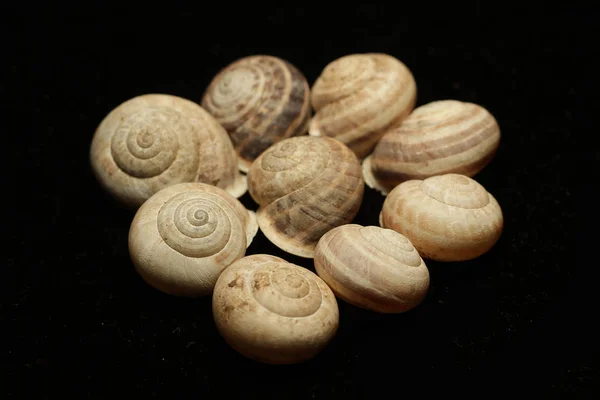 Död Slug Svart Bakgrund Tom Bark Tuff Hudfärg Marksänd Mollusk — Stockfoto