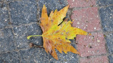 Yere düşen sonbahar yaprağı