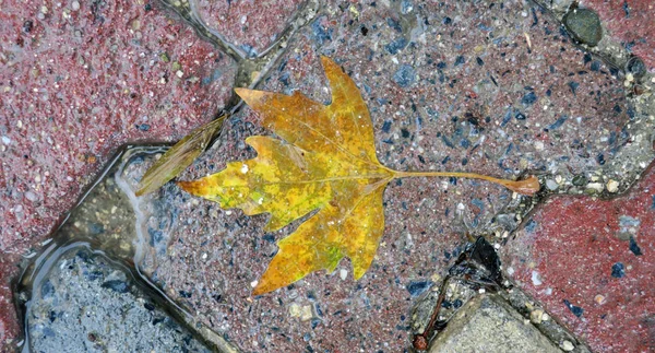 Umgestürztes Herbstblatt Auf Dem Boden — Stockfoto