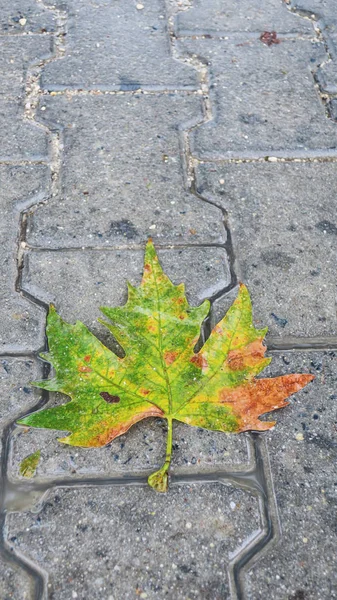 Gevallen Herfstblad Grond — Stockfoto