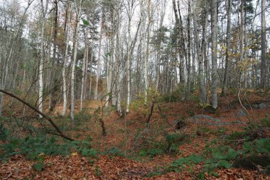 Istirence orman, Çatalca, Istanbul, Türkiye