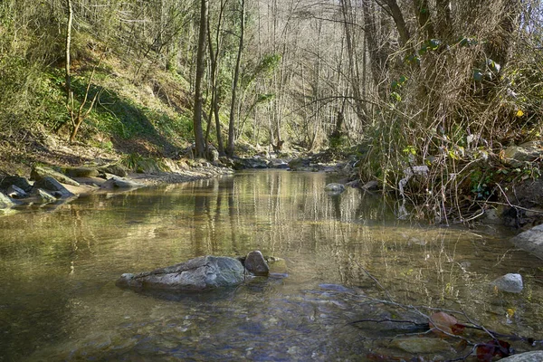 Bosque Istirence Catalca Estambul Turquía — Foto de Stock