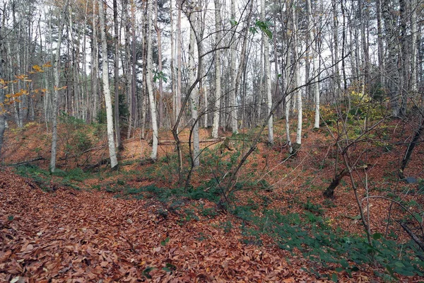 Forêt Istirence Catalogne Istanbul Turquie — Photo