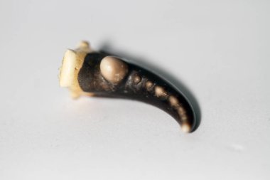 Yengeç pençesi fon üzerinde