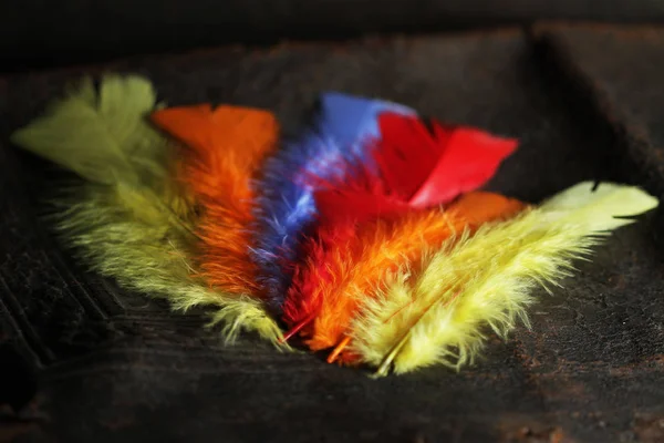 Renkli tüy kanat, canlı renkler