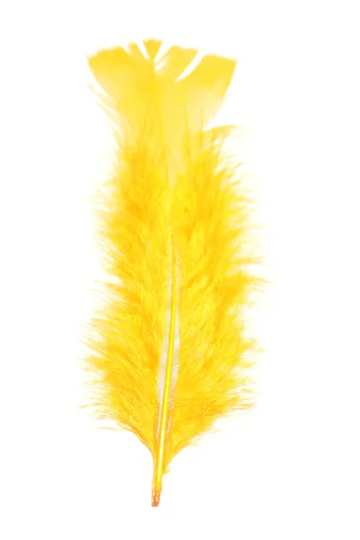 Πολύχρωμο Φτερό Φτερό Ζωηρά Χρώματα — Φωτογραφία Αρχείου