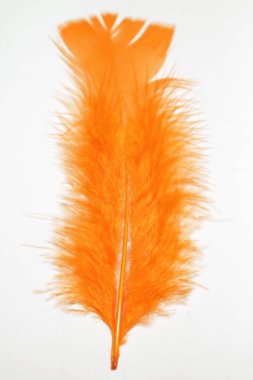 Renkli tüy kanat, canlı renkler