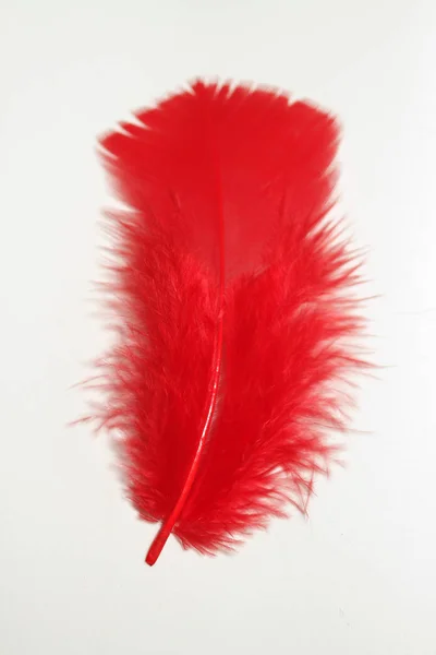 Colorful Feather Wing Vivid Colors — Stock Photo, Image
