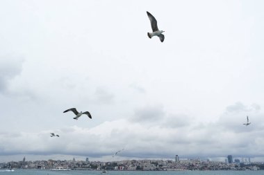 Denizden gökyüzünde uçan martıları