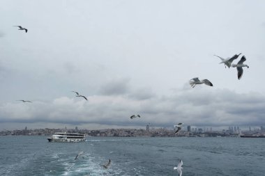 Denizden gökyüzünde uçan martıları