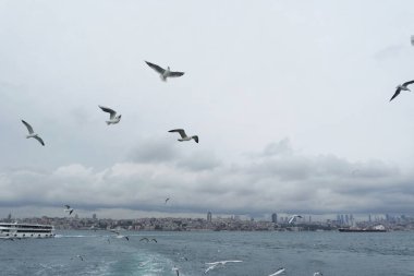 Denizden gökyüzünde uçan martıları