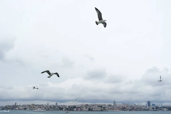Gaviotas Volando Cielo Sobre Mar — Foto de Stock