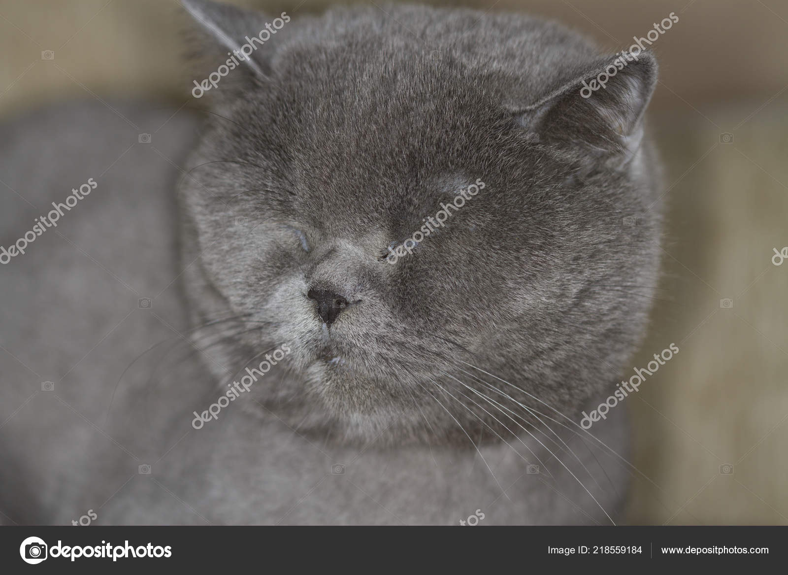 British Shorthair English Cat Stock Photo C 19022015mf 218559184